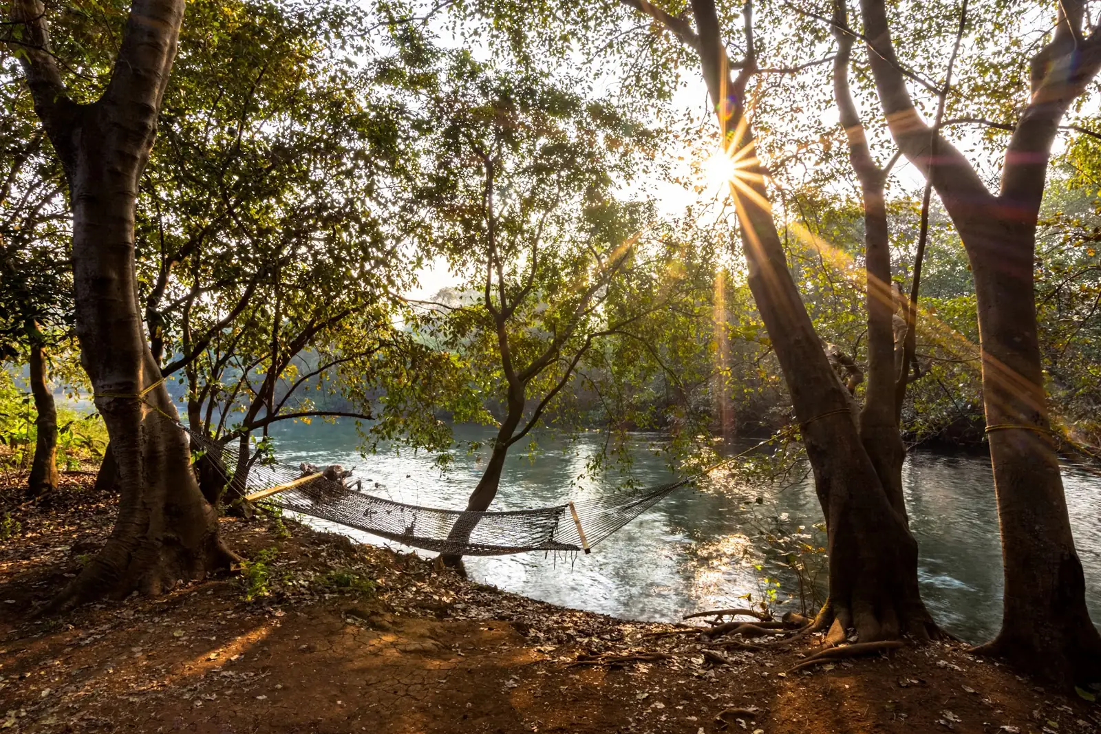 Sunlight through the trees over the Mutha river