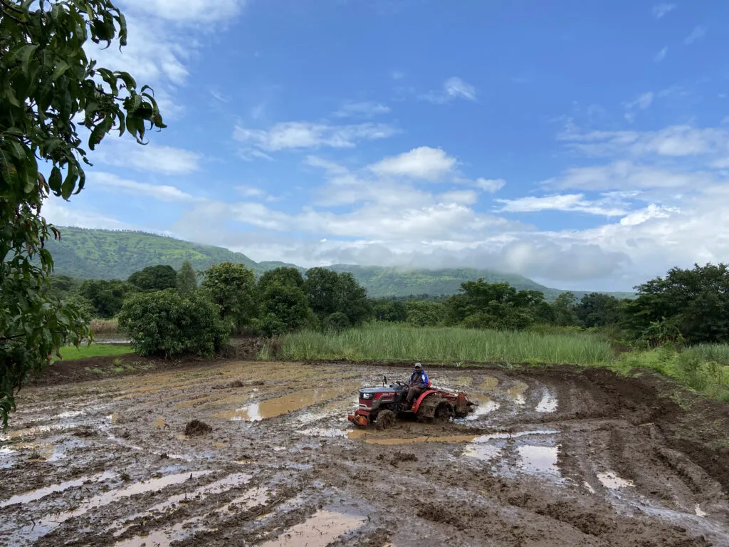Paddy field in Mulshi