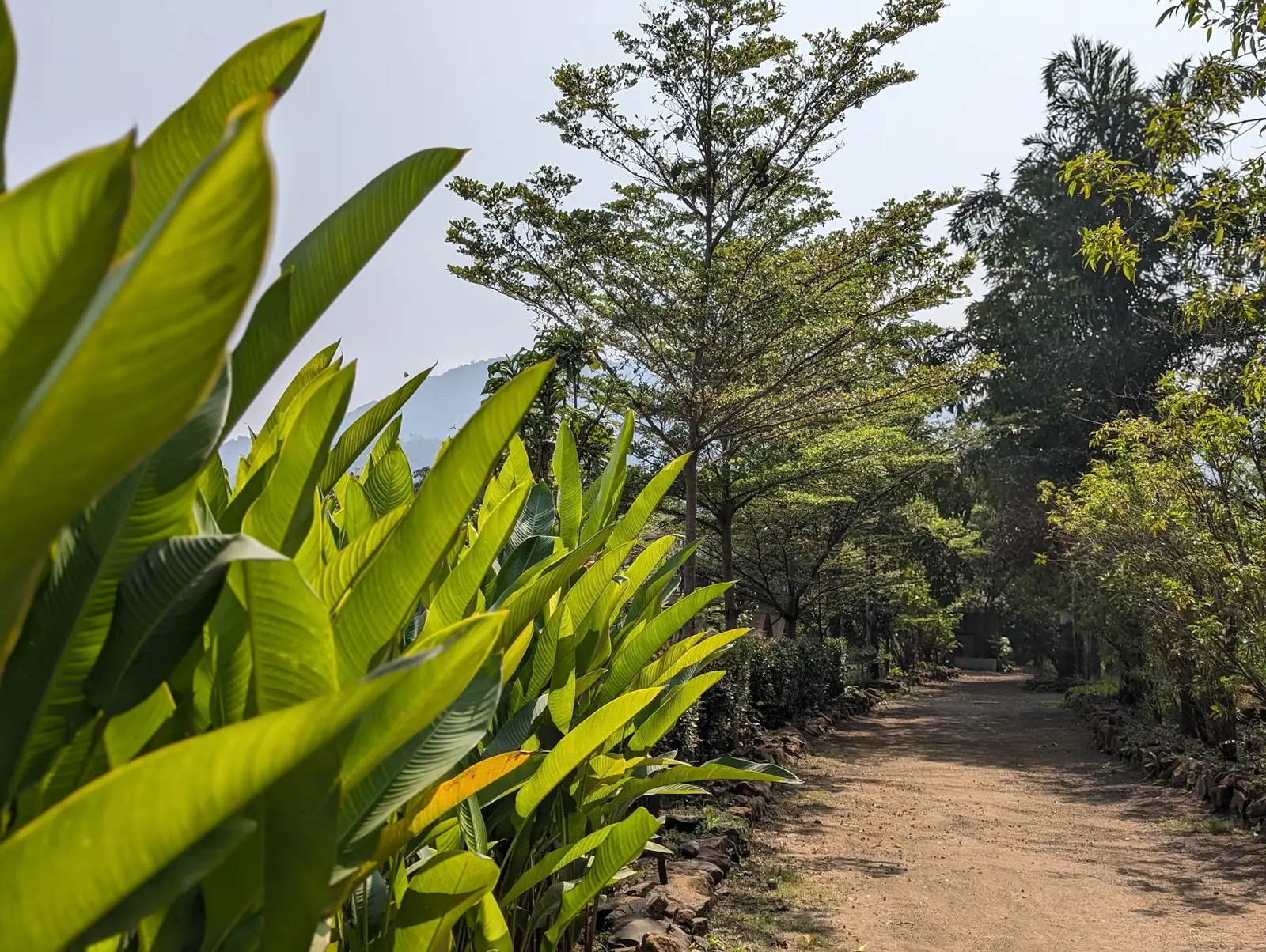 Farm path lined with tall leaves