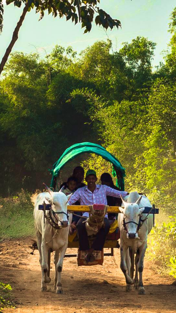 Bullock Cart ride - agro tourism activities