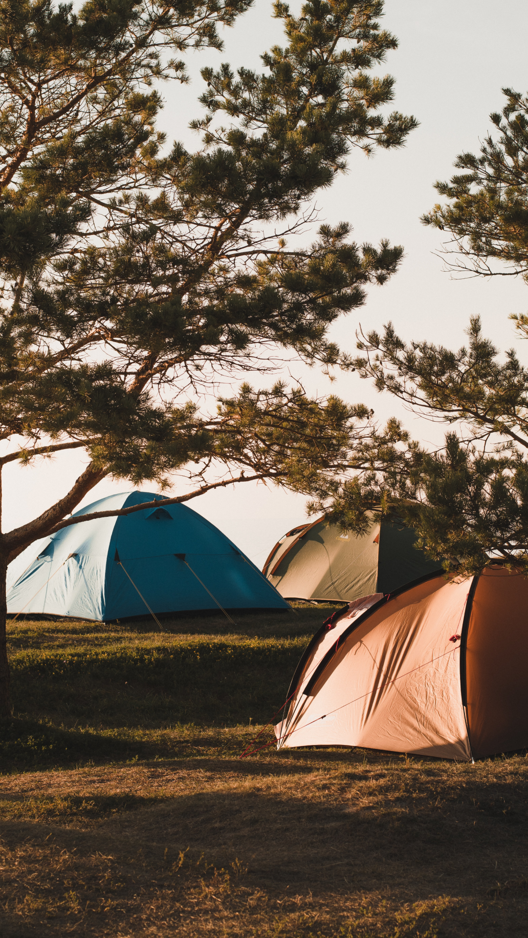 Camping Tent In The Forest At Night Background, Wallpapers, Camp, Tent  Background Image And Wallpaper for Free Download