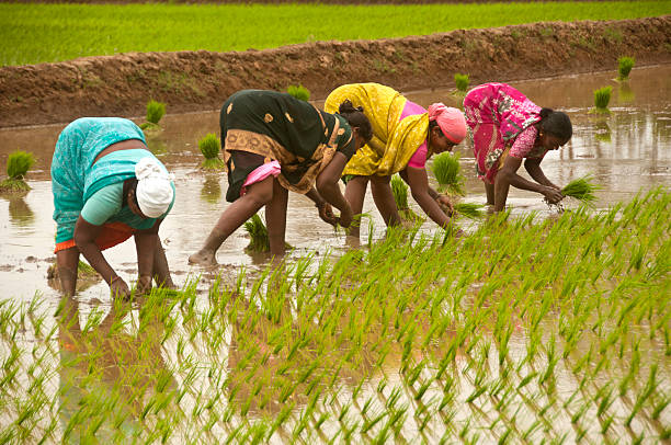 crop calendar